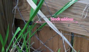 blackwidow