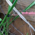 blackwidow1