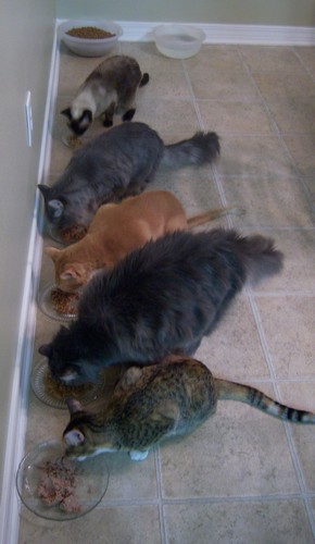 cats