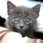 newkitty