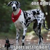 dog pictures dog pictures