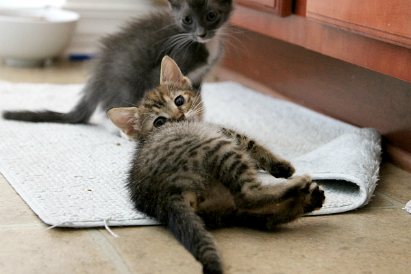 Adopt a Kitten MomDot.com