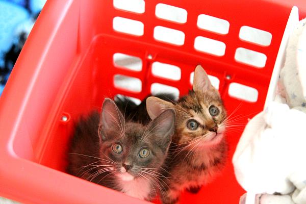 adopt a kitten