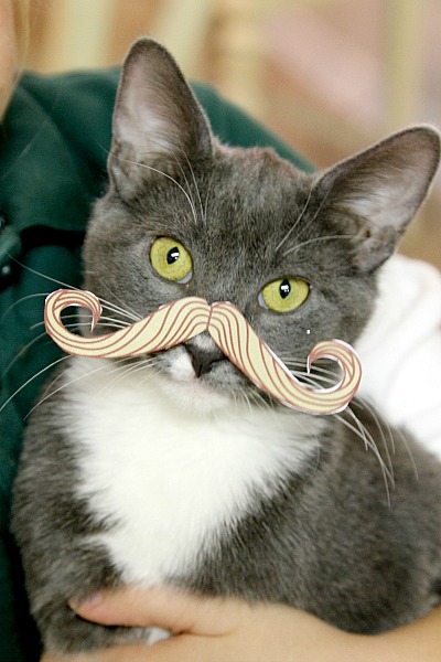 How to Annoy your Cat with Printables