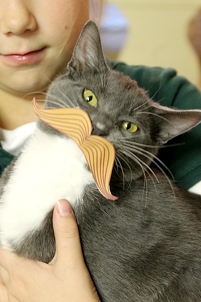 How to Annoy your Cat with Printables