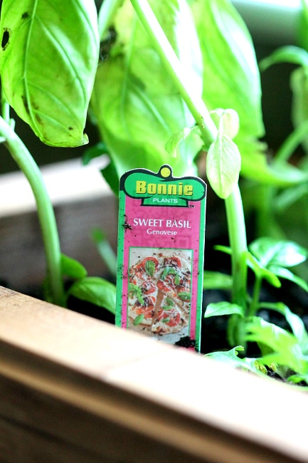 Inspiration: Creating an indoor garden and marking herbs, skip the stakes and mark via mini chalkboard signs, Learn more