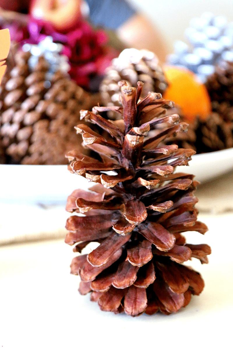 Clean pine cone that will be used to make a pinecone turkey.
