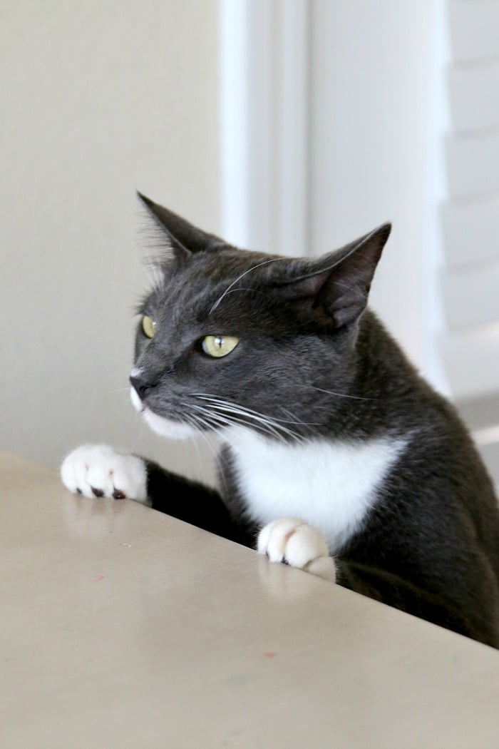 cat