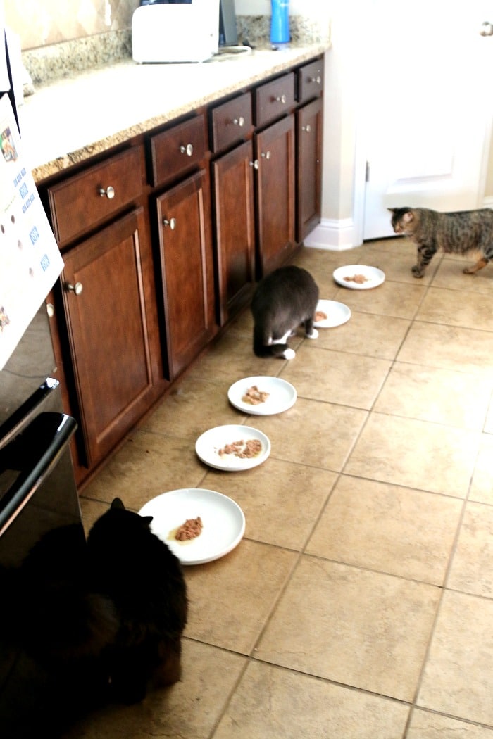 cats