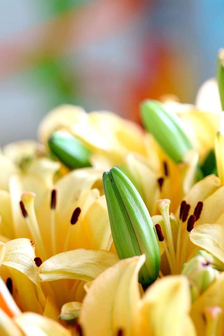 Bloomsy Box: Subscription for Monthly Flower Deliveries, Perfect for Loving Mom, Wife, Girlfriend or Yourself Year Round