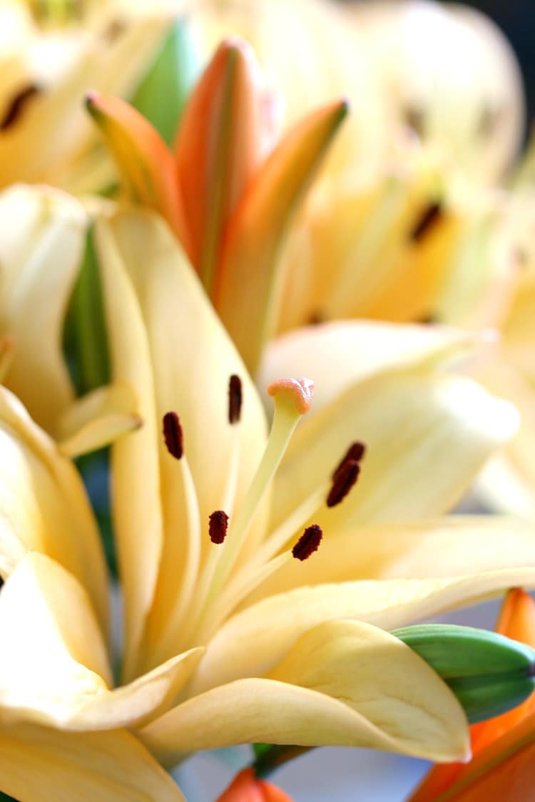 Bloomsy Box: Subscription for Monthly Flower Deliveries, Perfect for Loving Mom, Wife, Girlfriend or Yourself Year Round