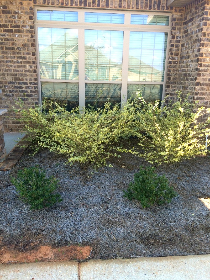 Shrubs in front of a brick home with a large livingroom window
