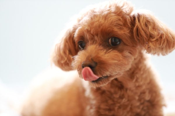 best toy dogs for toddlers