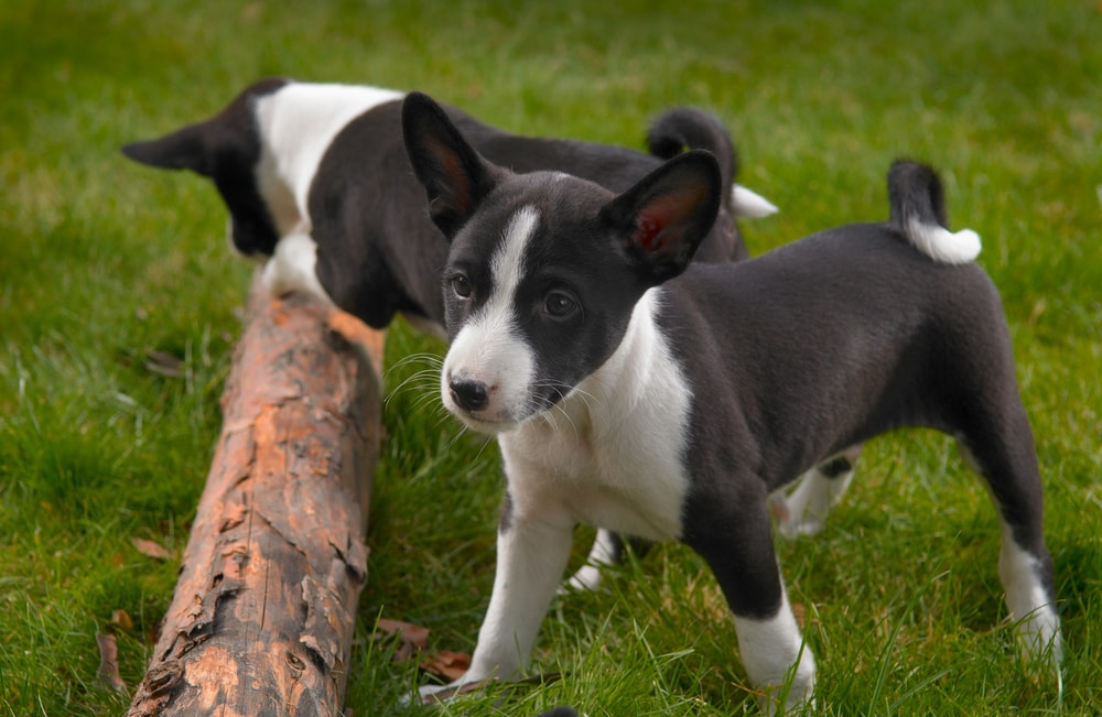 5 BEST Hypoallergenic Small Dogs for Kids *Puppy Love!* MomDot