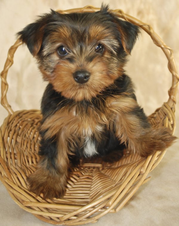 Yorkie puppy perfect small dog for kids