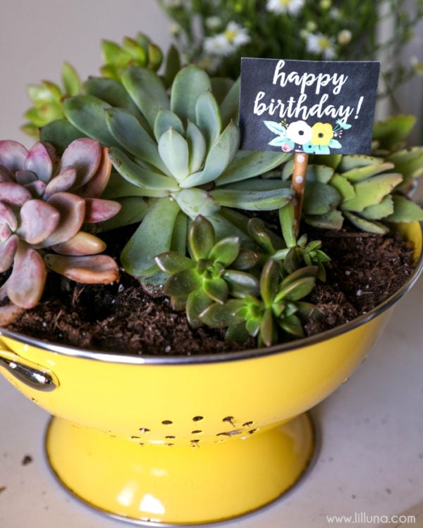 A yellow colander filled with potting mix and an assortment of succulents as a handmade gift for mom.