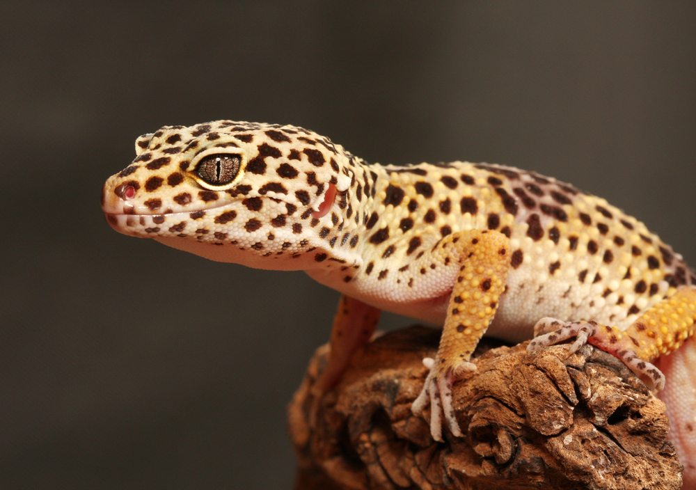 Best Lizards for Kids + Reptile Pets for Kids (Mom's Guide!) - MomDot