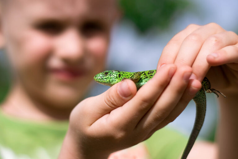 Best Lizards for Kids + Reptile Pets for Kids (Mom's Guide!) MomDot