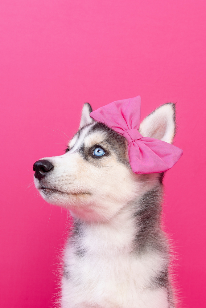 Are Huskies Good With Kids? Pet Guide For 2023 MomDot