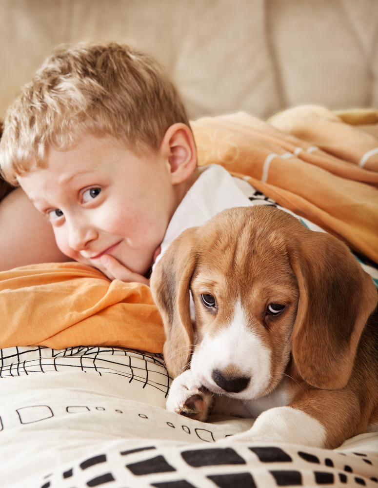 Best Pets For Kids With Allergies in 2023 MomDot