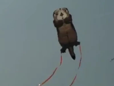 X-Kites WindNSun SeaLife Otter Kite